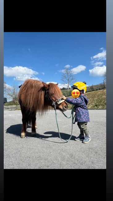 Reitbeteiligung, Tamia, Horse Sharing, Bregenz, Image 2