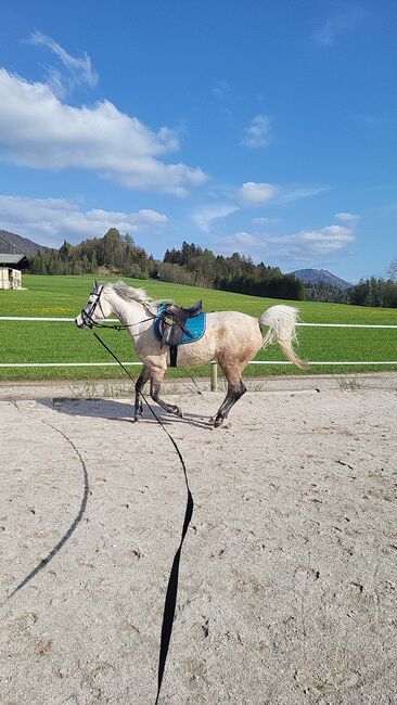 Reitbeteiligung, Michi , Horse Sharing, Hof bei Salzburg, Image 4