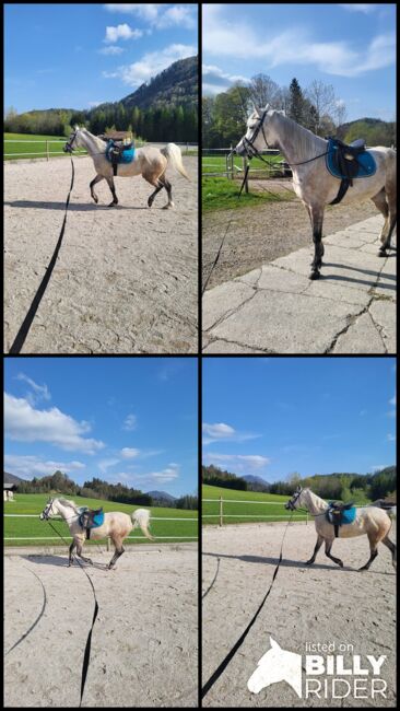 Reitbeteiligung, Michi , Horse Sharing, Hof bei Salzburg, Image 6