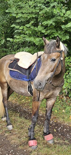 Reitbeteiligung, Julia, Horse Sharing, Rheinfelden , Image 6