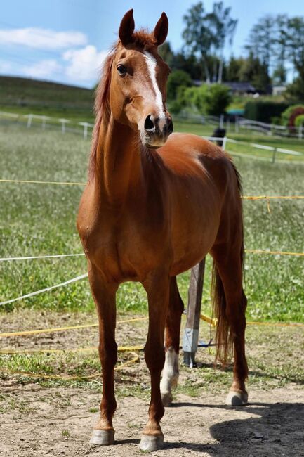 Reitbeteiligung, Tanja Hochhaus , Horse Sharing, Schwarzenberg, Image 2