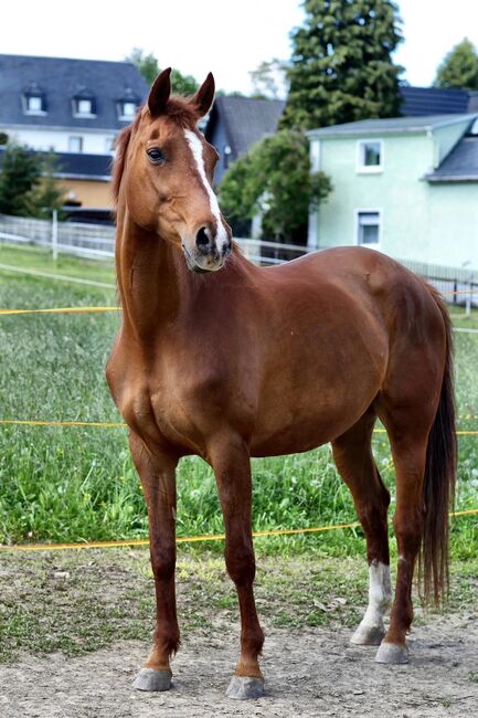 Reitbeteiligung, Tanja Hochhaus , Horse Sharing, Schwarzenberg, Image 4