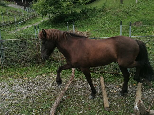 Reitbeteiligung, Dane, Horse Sharing, Escholzmatt, Image 2