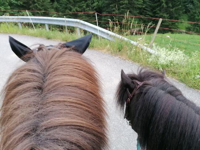 Reitbeteiligung, Dane, Horse Sharing, Escholzmatt, Image 3