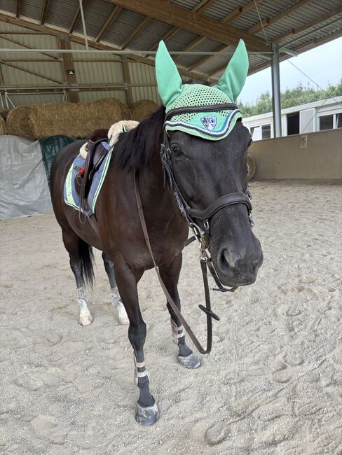 Reitbeteiligung, Olivia Neuenschwander, Horse Sharing, Subingen, Image 3