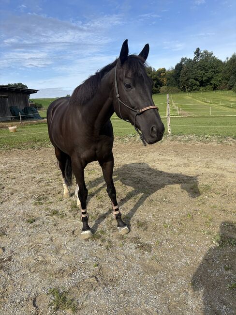 Reitbeteiligung, Olivia Neuenschwander, Horse Sharing, Subingen, Image 2