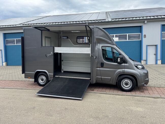 Pferdetransporter Citroen Jumper Automatik 180PS Neufahrzeug, Dickenherr  Dickenherr 2 Ride , Gerhard Strobel (Dickenherr Trucks und Trailers), Horse Trailers, Baden-Württemberg - Unterschneidheim, Image 17