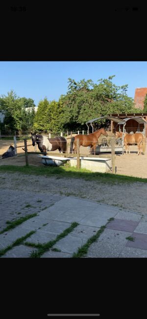 Pferdebox ponybox, Saskia Wedegärtner, Horse Stables, Wedemark , Image 2