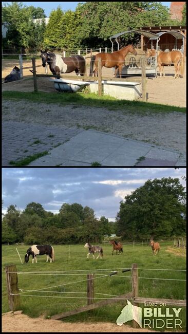 Pferdebox ponybox, Saskia Wedegärtner, Horse Stables, Wedemark , Image 3