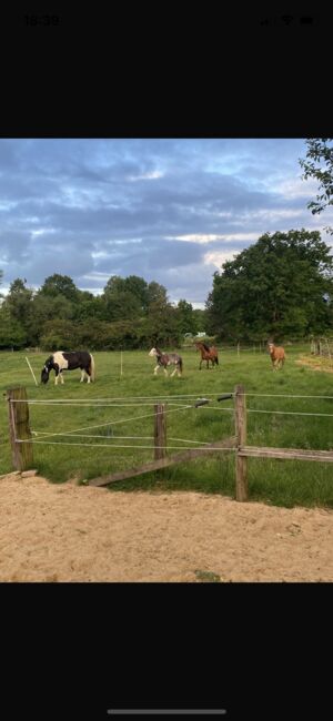 Pferdebox ponybox, Saskia Wedegärtner, Horse Stables, Wedemark 