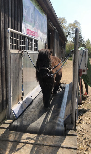 Laufband HorseGym 2000, Horsegym 2000 HorseGym Modell Edition Blue, Kronwitter Petra , Horse & Stable Mats, Mainbernheim, Image 6