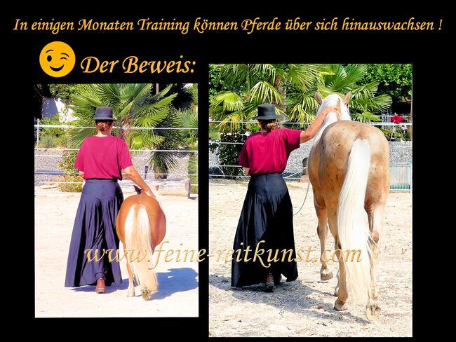Reitkunst, Barockreiten, Bodenarbeit, Reitlehrer, Reitlehrerin, Kerstin Heyn - Feine Reitkunst (Sprint GmbH - Feine Reitkunst), Riding Lessons, Freiburg, Image 11