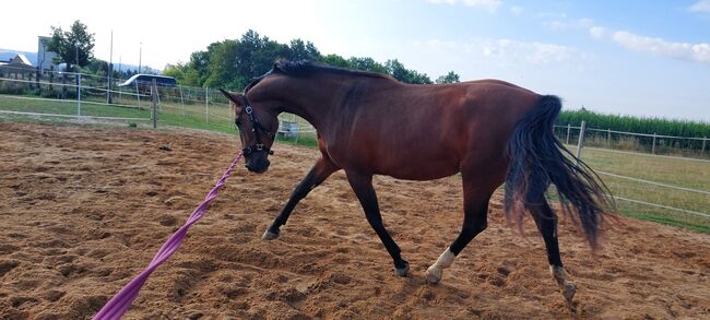 Horsemanship Zuhause dringend gesucht, Tina, Horses For Sale, Döbeln, Image 8