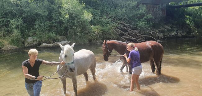 Pferde verkauf, verena weise, Horses For Sale, isny im allgäu, Image 7