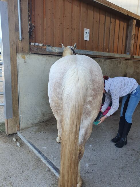 Pferde verkauf, verena weise, Horses For Sale, isny im allgäu, Image 6