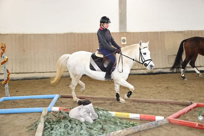 Pferde verkauf, verena weise, Horses For Sale, isny im allgäu, Image 9