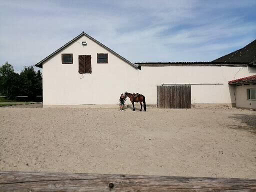 Pferde karakachan, Siegi, Horses For Sale, Neukirchen a. V. , Image 3