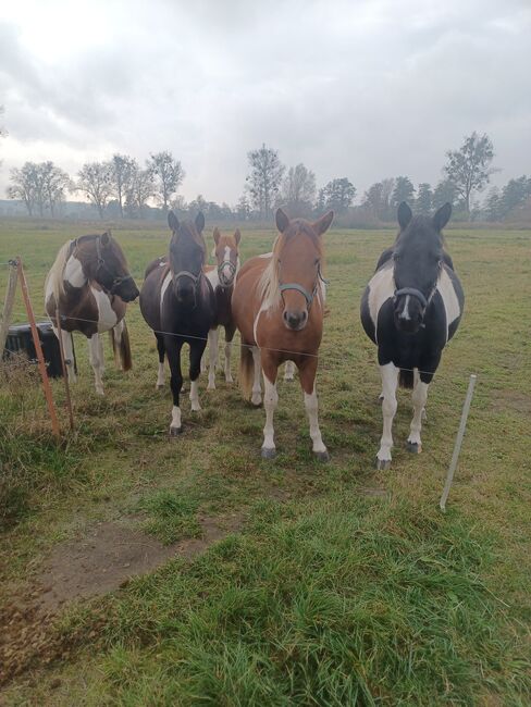 PFERDE Ponys, Jens Hacker , Horses For Sale, Kummerow, Image 3