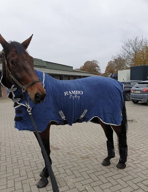 Horseware Rambo Dry Rug, Rambo  Dry Rug, Sophie Neugebauer, Pferdedecken, Gingst