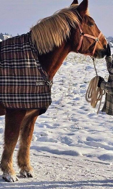 Horseware Winterdecke Rhino, 165, Horseware Rhino, Marina, Horse Blankets, Sheets & Coolers, Weißenohe