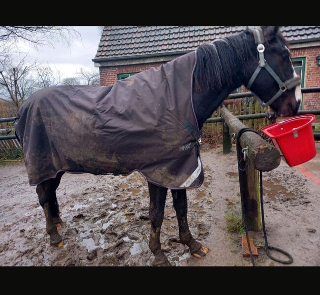 Horsewear Amigo Decke 250gr 145cm, Amigo Horsewear Turnout Rug, Danny, Horse Blankets, Sheets & Coolers, Bremen, Image 4