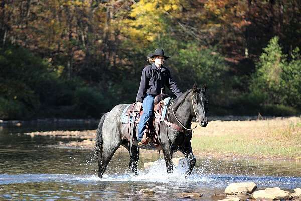 Houston - Seasoned Ranch Horse 12 Yr Old Blue Roan QH Gelding!, Houston, Horses For Sale, London