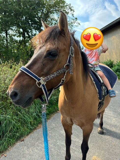Huzulenstute Pony sucht neues zu Hause, Anna, Konie na sprzedaż, Röttingen, Image 9