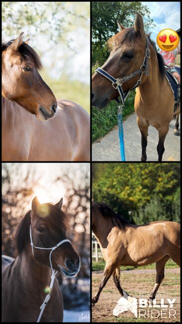 Huzulenstute Pony sucht neues zu Hause, Anna, Konie na sprzedaż, Röttingen, Image 11
