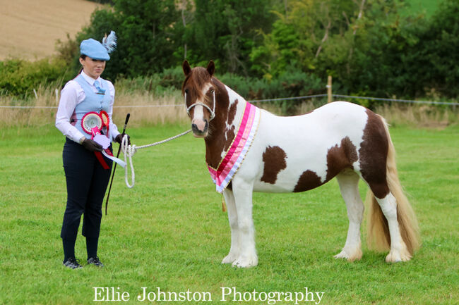 HUDSONS RINGA ROSIE, Hudsons horses, Konie na sprzedaż, Rathangan, Co. Kildare