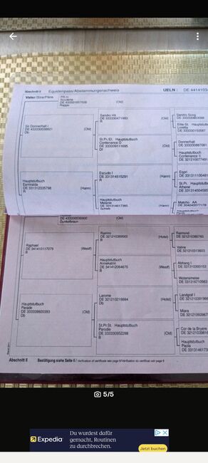 Hübsche 9jährige Westfalen Stute mit guter Abstammung, Silke Kaspar , Pferd kaufen, Tübingen, Abbildung 2