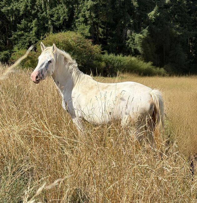 Hübsche Appaloosa-Stute, Privat, Pferd kaufen, Blankenheim 