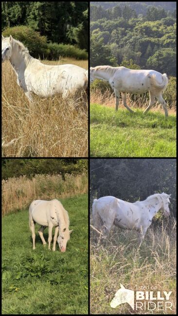 Hübsche Appaloosa-Stute, Privat, Pferd kaufen, Blankenheim , Abbildung 5