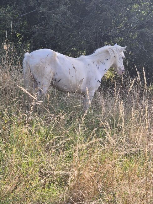 Hübsche Appaloosa-Stute, Privat, Pferd kaufen, Blankenheim , Abbildung 4