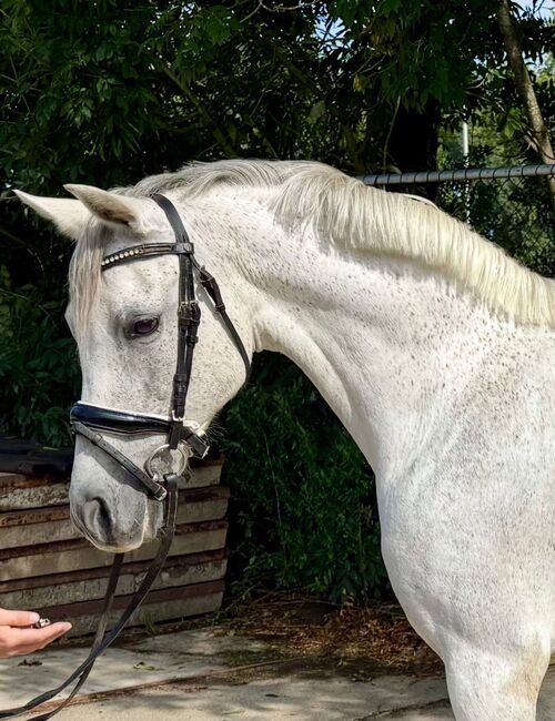 Hübsche Ponystute Freizeit/Turnier, B.M., Pferd kaufen, Großheide