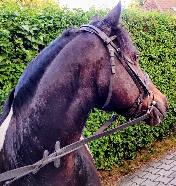 Hübsche Ponystute, B.M., Pferd kaufen, Großheide
