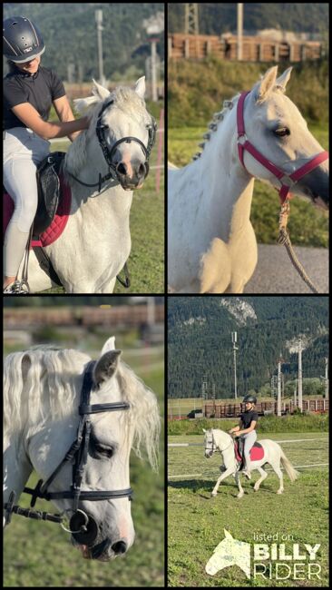 Hübsche sportliche Pony Stute zu verkauf, Alessia, Pferd kaufen, Wörgl, Abbildung 5