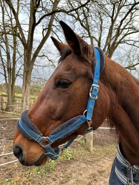 Hübsche Traberstute sucht Traumplatz!, Claudia Schäf, Pferd kaufen, Rednitzhembach 