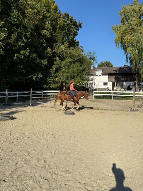 Hübscher 6 jähriger Paint Horse Wallach für ambitionierten Freizeitreiter, Elisabeth Sauerer , Pferd kaufen, Ergolding