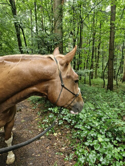 Hübscher 6 jähriger Paint Horse Wallach für ambitionierten Freizeitreiter, Elisabeth Sauerer , Pferd kaufen, Ergolding, Abbildung 5