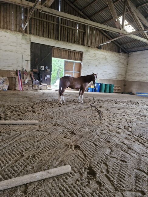Hübscher 6 jähriger Paint Horse Wallach für ambitionierten Freizeitreiter, Elisabeth Sauerer , Pferd kaufen, Ergolding, Abbildung 4