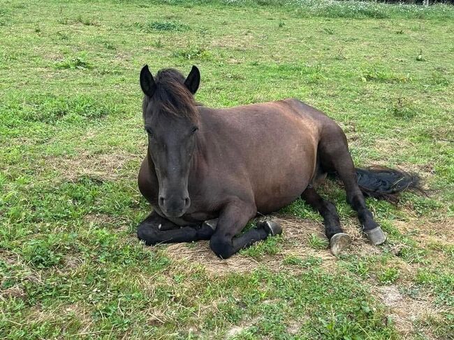 Hübscher Ponywallach fürs Gelände, Susanne Kloimwieder, Pferd kaufen, St.Georgen am Ybbsfelde, Abbildung 5