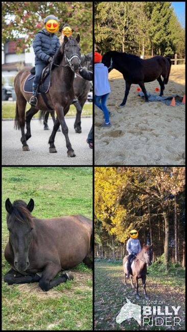 Hübscher Ponywallach fürs Gelände, Susanne Kloimwieder, Pferd kaufen, St.Georgen am Ybbsfelde, Abbildung 7