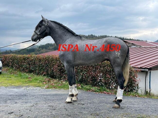 Hübscher PRE Junghengst, ISPA - Iberische Sportpferde Agentur (ISPA - Iberische Sportpferde Agentur), Pferd kaufen, Bedburg, Abbildung 2