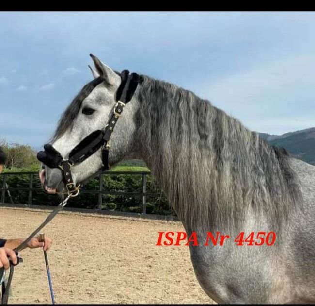 Hübscher PRE Junghengst, ISPA - Iberische Sportpferde Agentur (ISPA - Iberische Sportpferde Agentur), Pferd kaufen, Bedburg, Abbildung 4