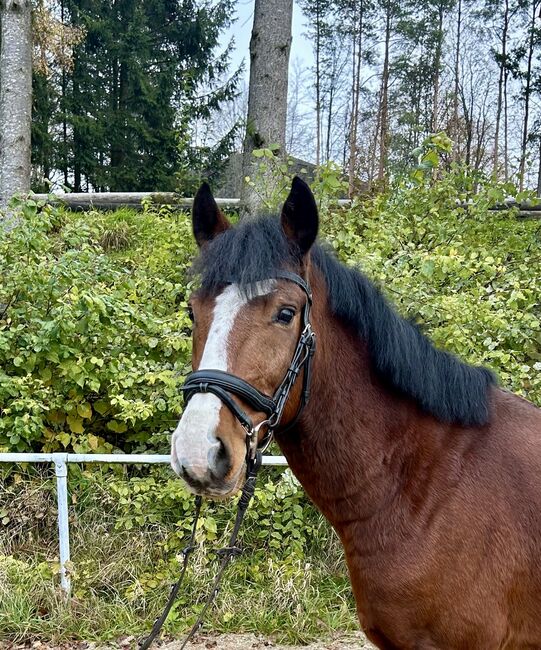 Hübsches Endmasspony! ♥️🐴🥕🙏, Pferdeglück (Pferdeglück GmbH), Pferd kaufen, Pelmberg, Abbildung 4