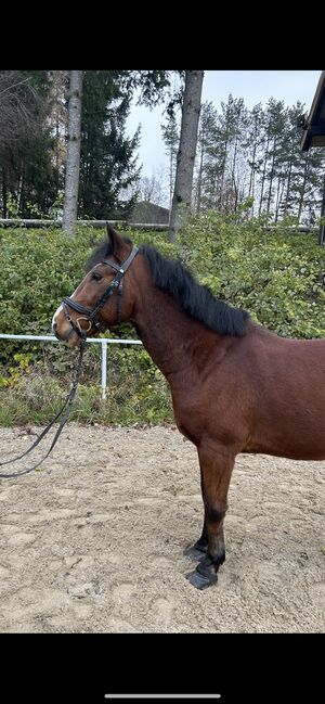 Hübsches Endmasspony! ♥️🐴🥕🙏, Pferdeglück (Pferdeglück GmbH), Pferd kaufen, Pelmberg, Abbildung 5