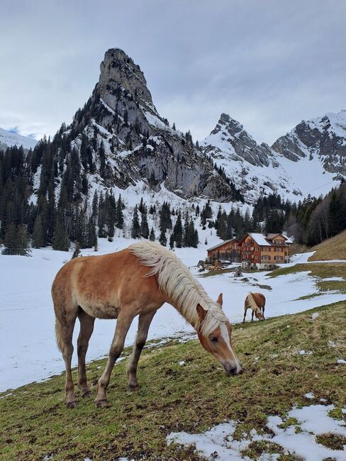 Hübsches Haflinger-Stutfohlen zu verkaufen, Sarah, Pferd kaufen, Isenthal, Abbildung 2