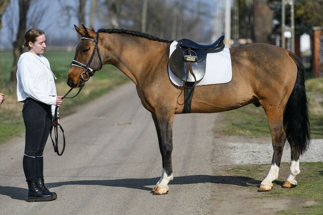 Hübsches Kinderpony für Freizeit und Sport, Post-Your-Horse.com (Caballoria S.L.), Konie na sprzedaż, Rafelguaraf, Image 5