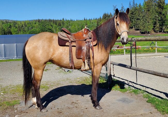 Buckskin Stute, Nicole, Horses For Sale, Hosenruck, Image 2