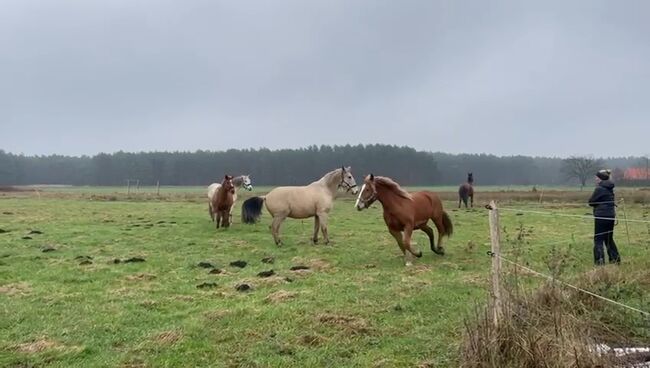 Ungarisches Kaltblut, Lisa Rieger , Horses For Sale, Lühsdorf, Image 5